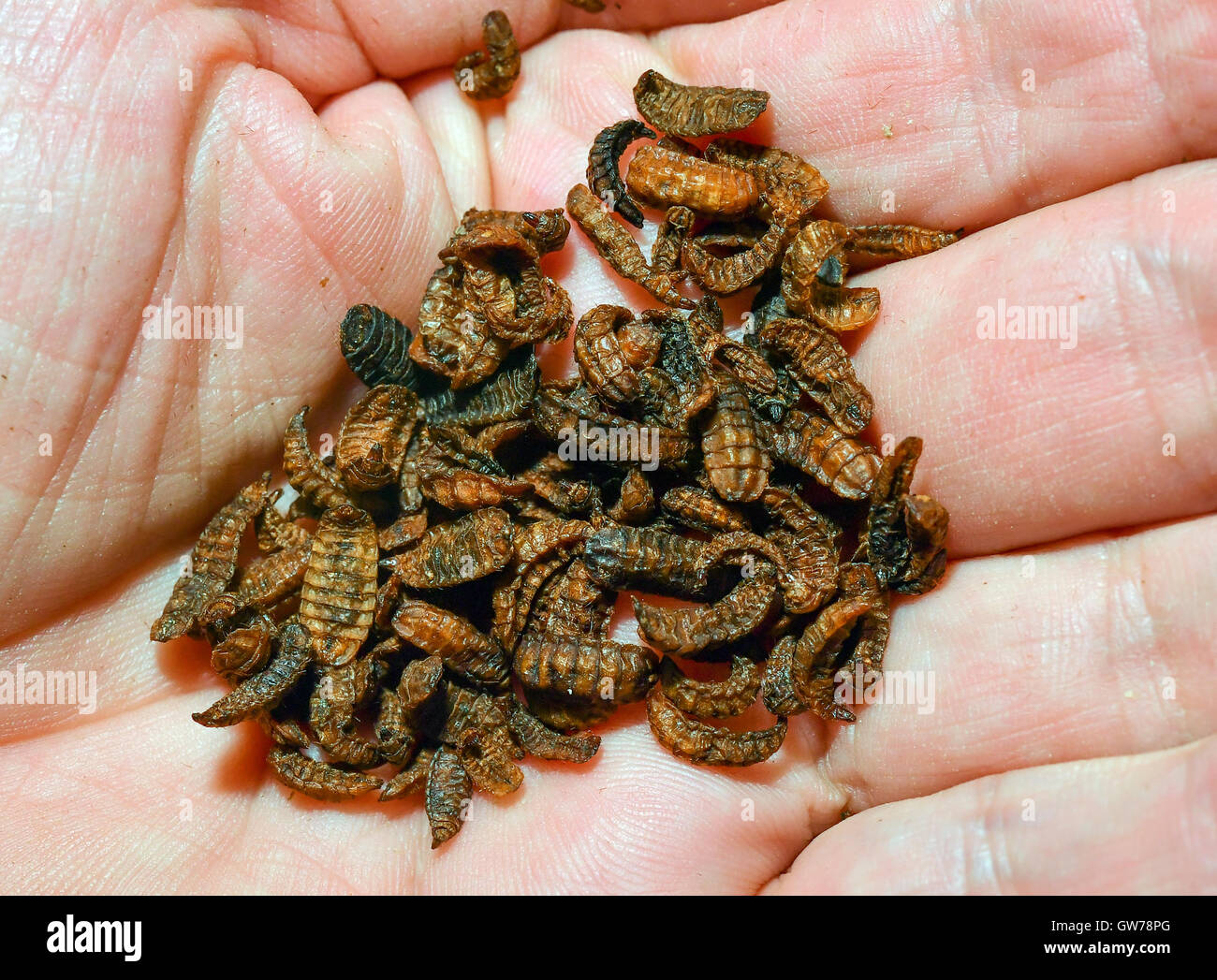 Heinrich Katz, manager e proprietario della società Hermetia Deutschland GmbH & Co. KG, detiene essiccato 'Black Soldier Fly/Hermetia illucens' fly larve in sua mano in Baruth, Germania, 10 settembre 2016. Si potrebbe descrivere Heinrich Katz come il signore delle mosche. Il 58 anno di età è stata l'allevamento di insetti dal 1992. Egli descrive la sua Katz Biotech AG come il più grande produttore tedesco di utili insetti e acari. Katz è una corrispondenza con la lotta biologica contro i parassiti. Il suo coleotteri andare per afidi al fine di rendere il controllo chimico inutili. Ora egli sta guardando il grande mercato degli alimenti per animali. Foto: PATRICK PLEUL/dpa Foto Stock