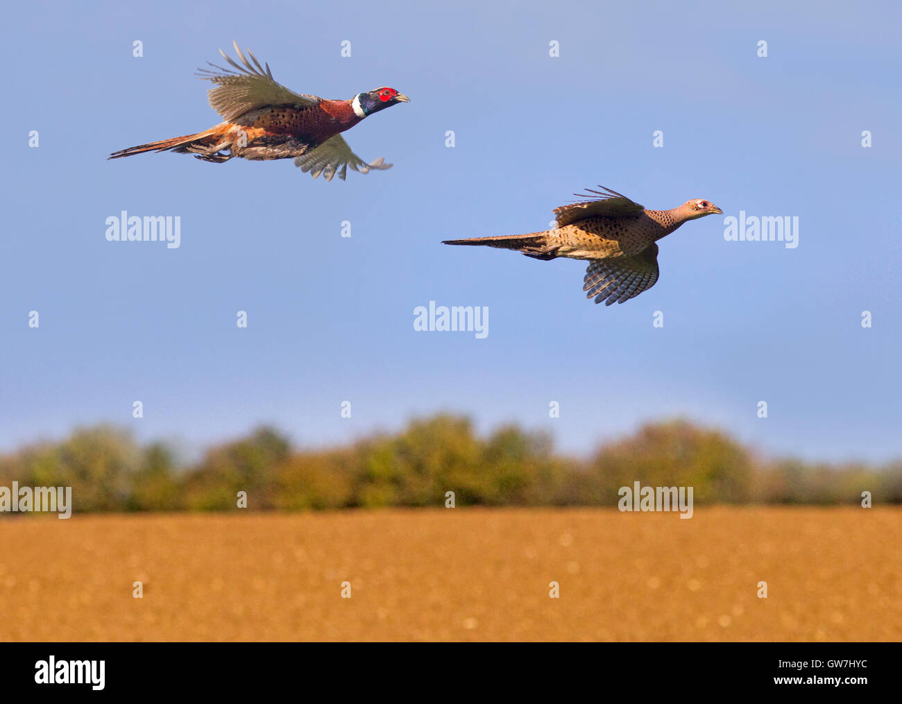 Azionata fagiani maschio e femmina in volo su Essex gameshoot Foto Stock