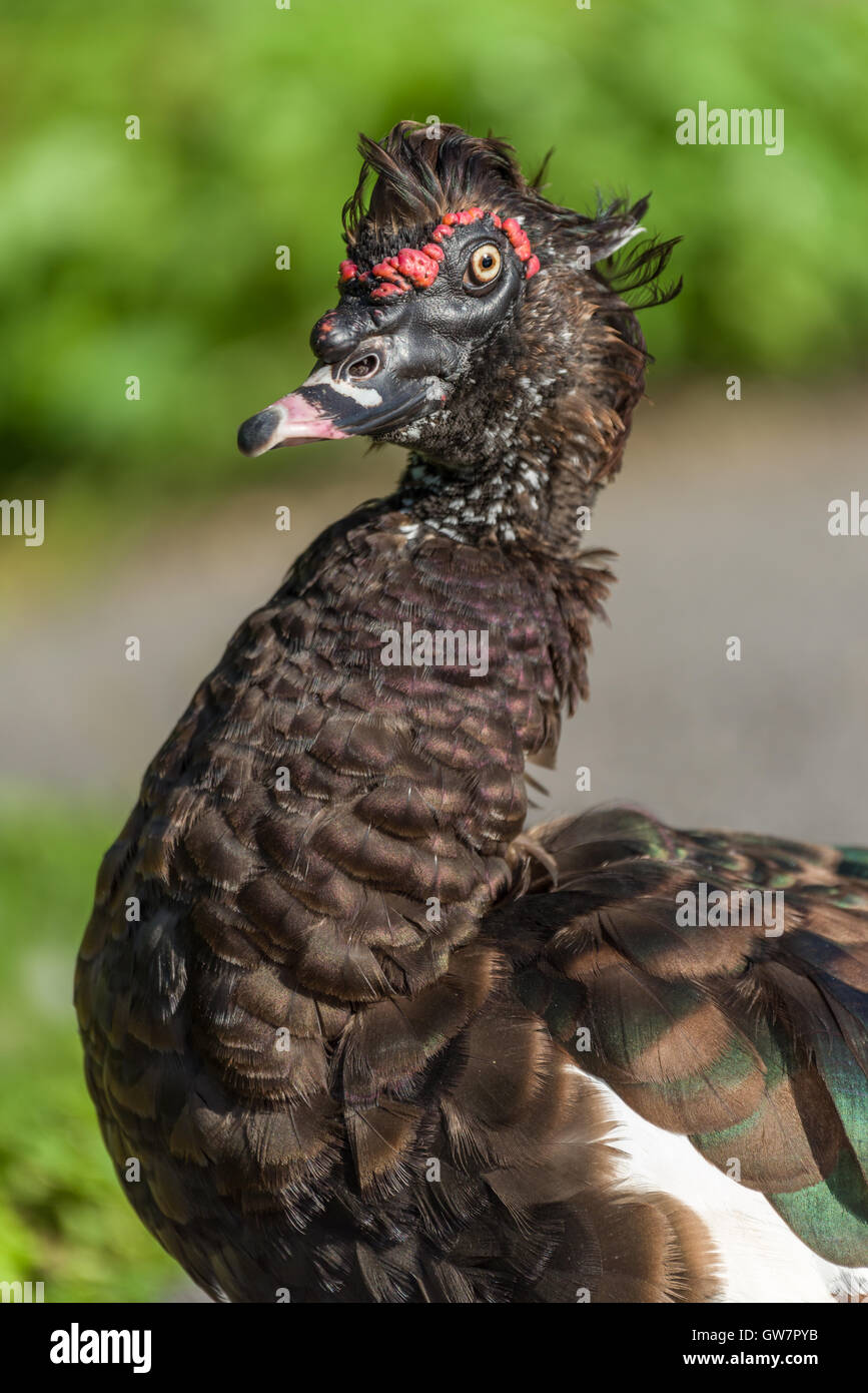 Anatra muta Foto Stock