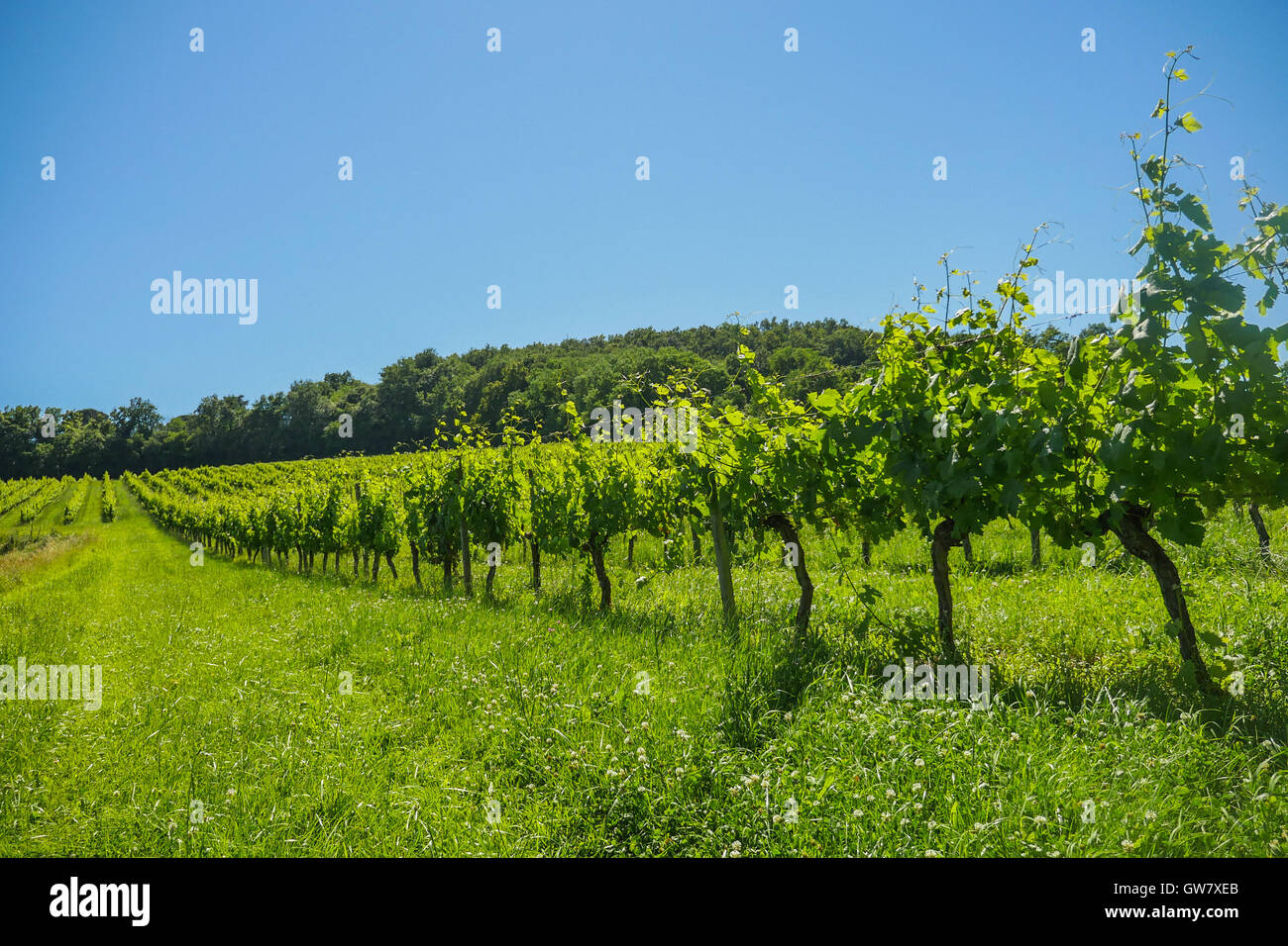 Alba sui vigneti di uve nella zona di Bordeaux, Francia, Europa Foto Stock