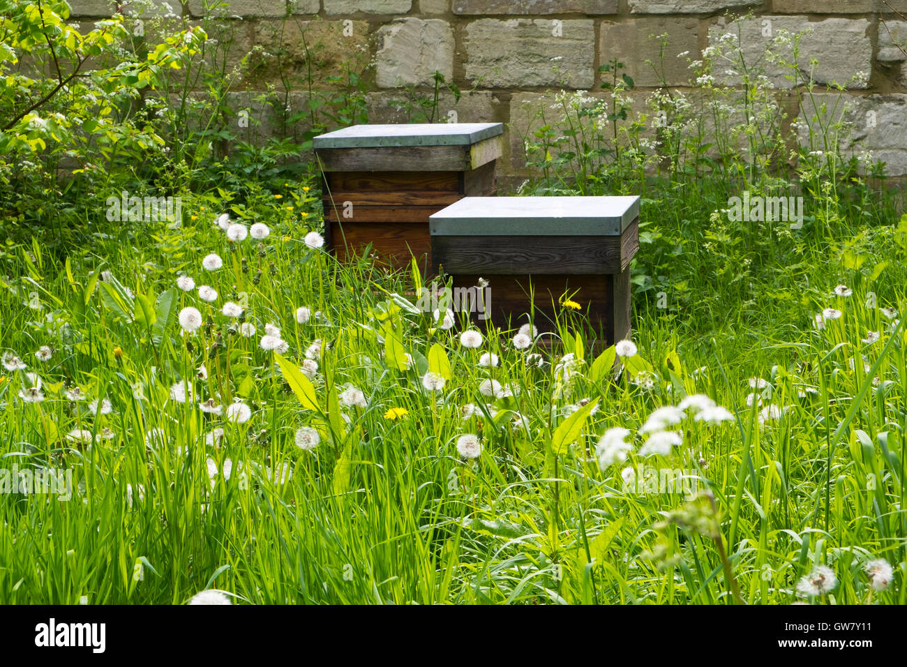 Due alveari in erba lunga accanto a una parete del giardino Foto Stock