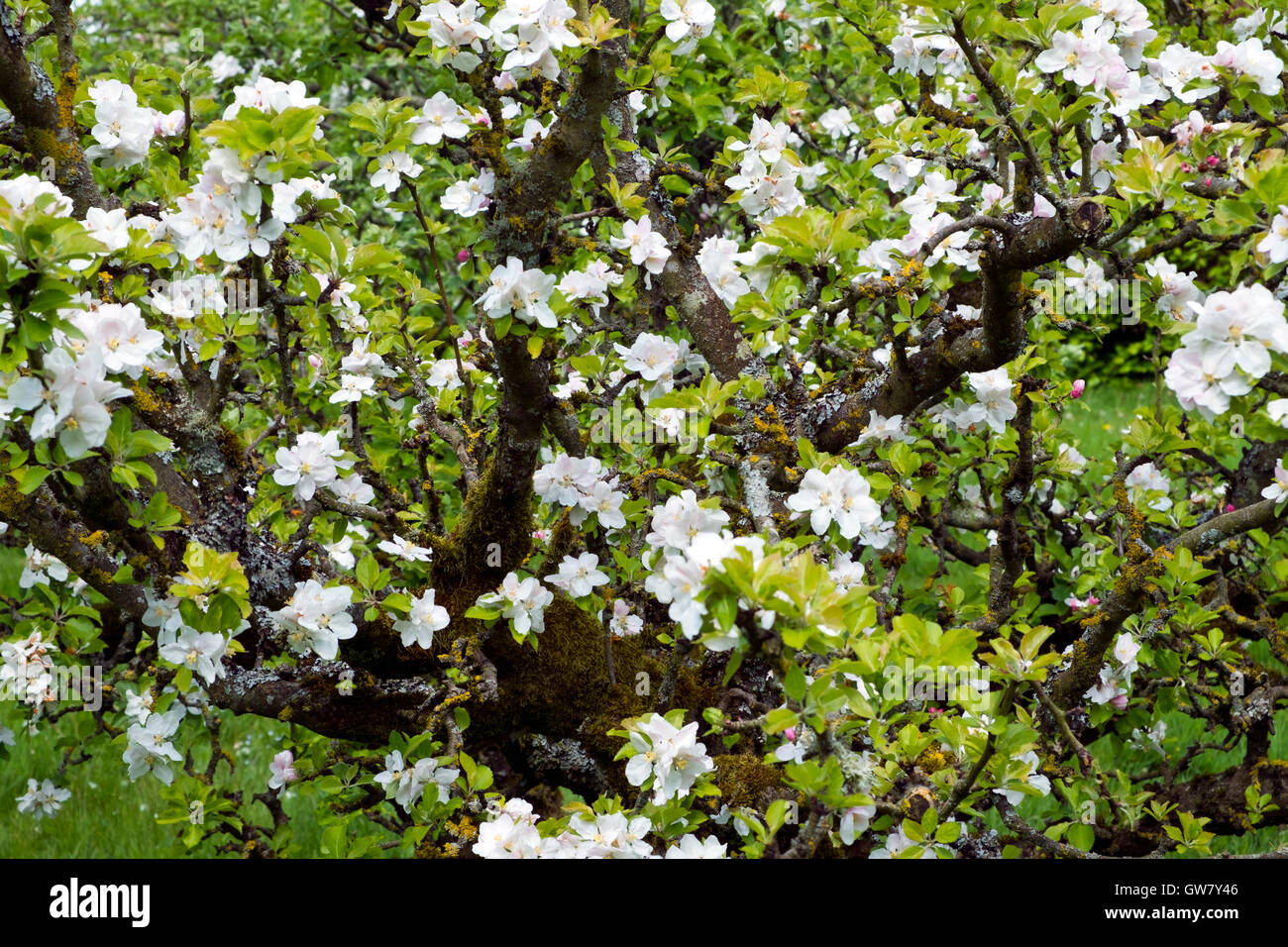 Frondose Bianco fiore di primavera su un albero da frutto Foto Stock