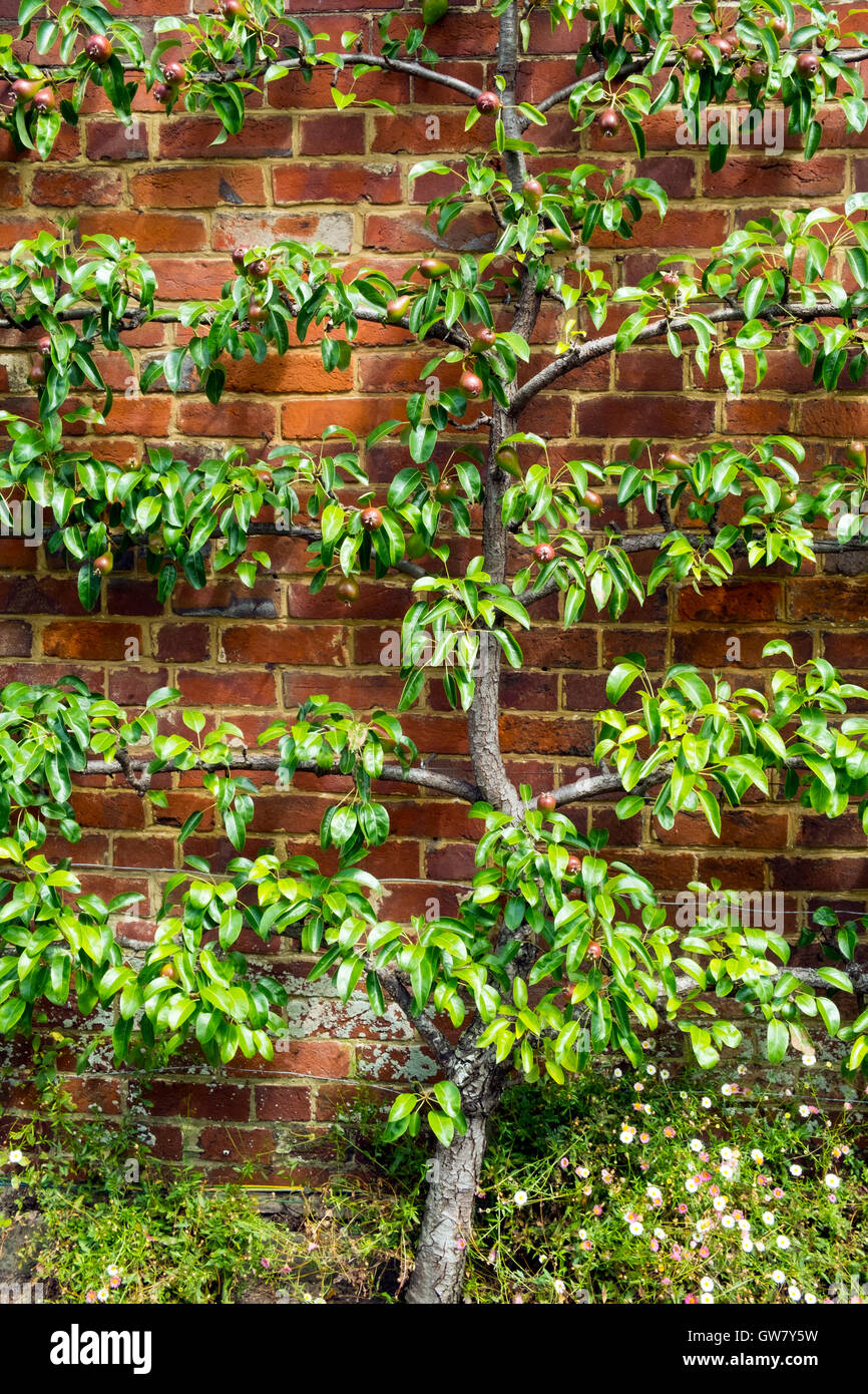 Addestrati a spalliera Pear Tree con giovane frutta su un muro di mattoni in estate sole Foto Stock