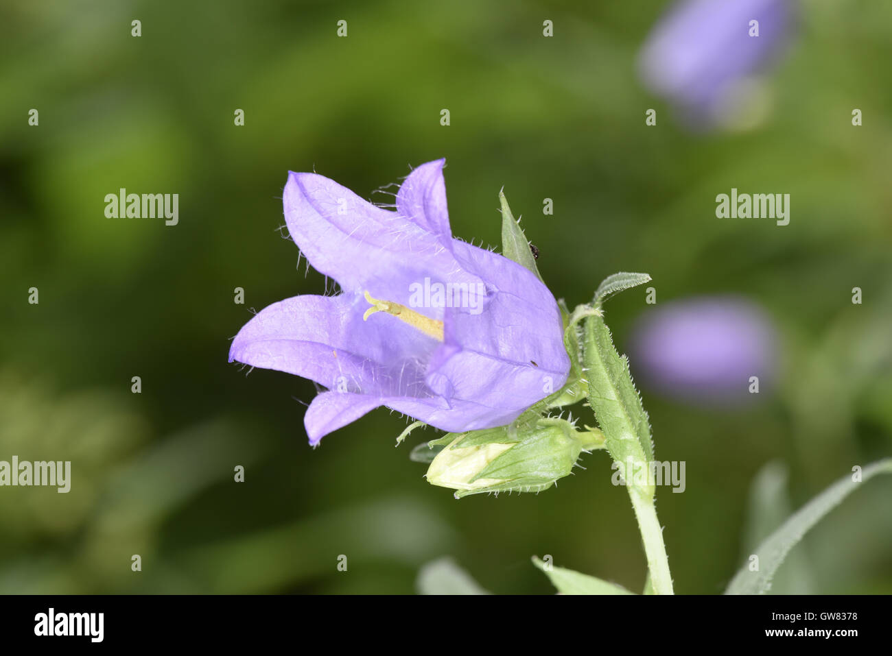 Ortica-lasciarono la Campanula - Campanula trachelium Foto Stock