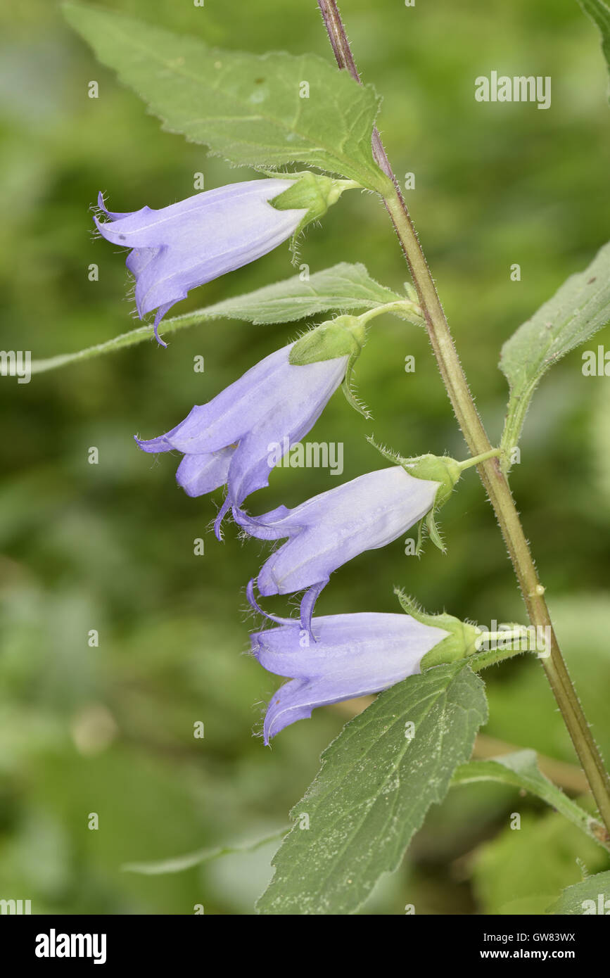 Ortica-lasciarono la Campanula - Campanula trachelium Foto Stock