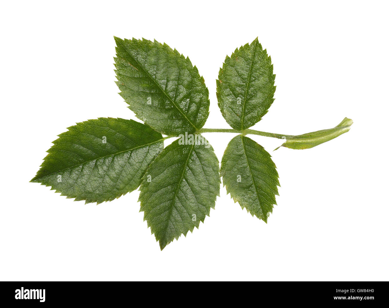 Campo Rose - Rosa arvense Foto Stock