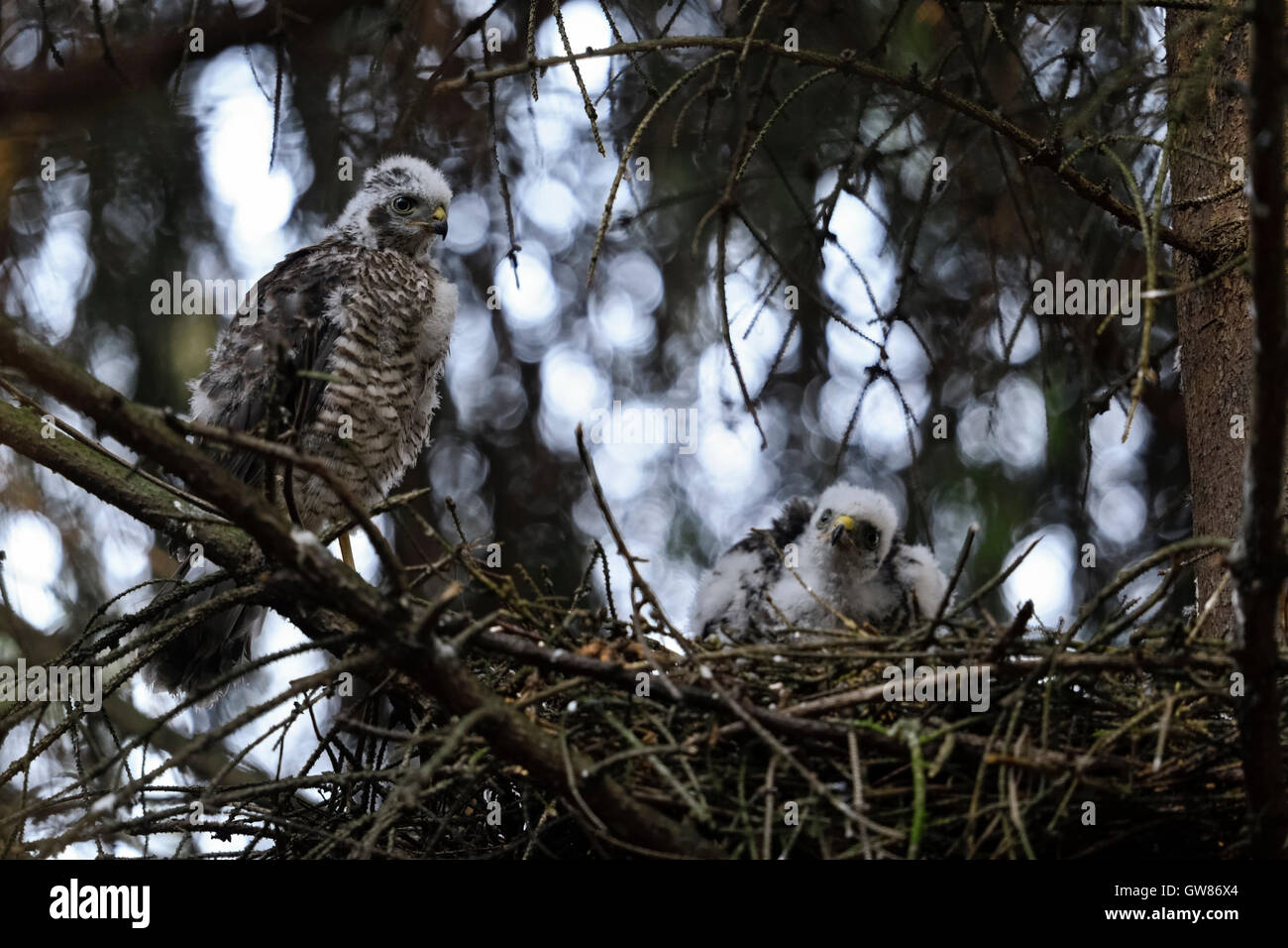 Sparrowhawks / Sperber ( Accipiter nisus ), progenie, uomini e donne, arroccati accanto / seduti nel loro nido, situazione carina, fauna selvatica, Europa. Foto Stock