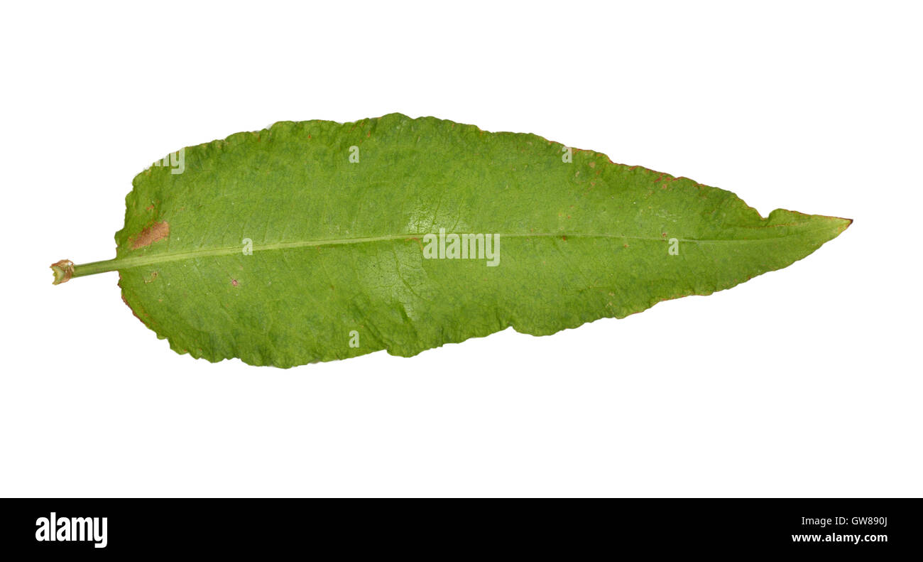 Clustered Dock - Rumex conglomeratus Foto Stock