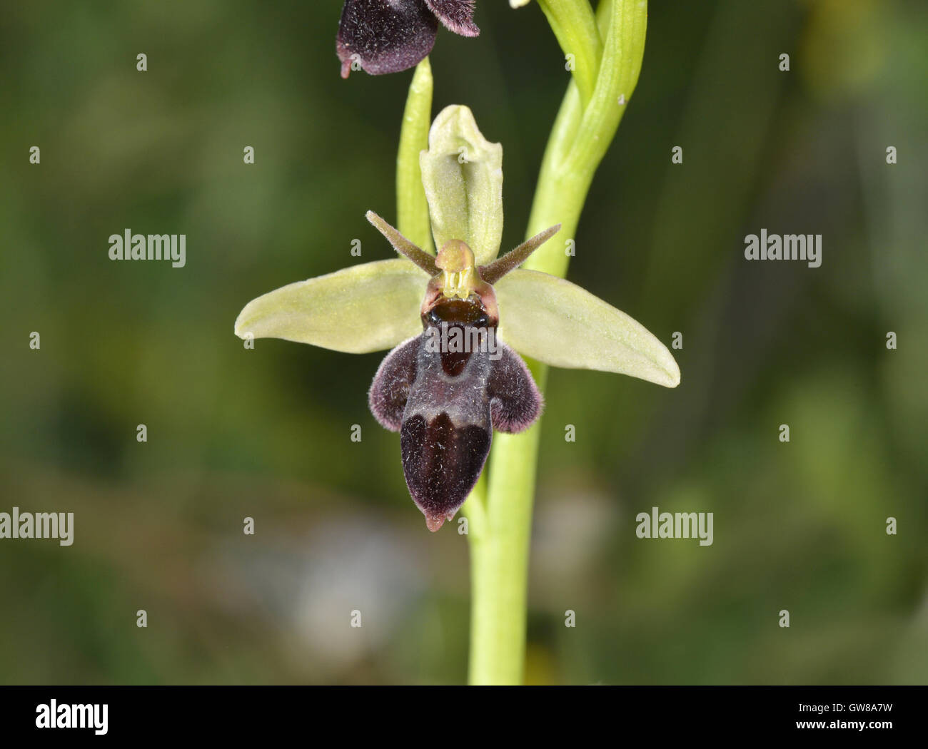 Bee/Fly Orchid hybrid - Ophrys apifera x O. insectifera Foto Stock