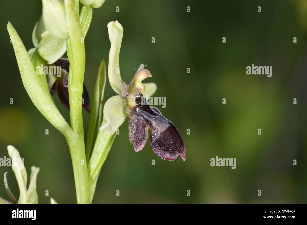 Bee/Fly Orchid hybrid - Ophrys apifera x O. insectifera Foto Stock