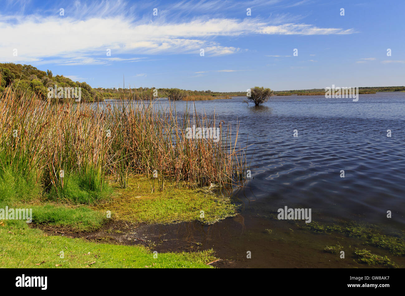 Il lago di Joondalup, visto da vicino a Neil Hawkins Park, Australia occidentale Foto Stock