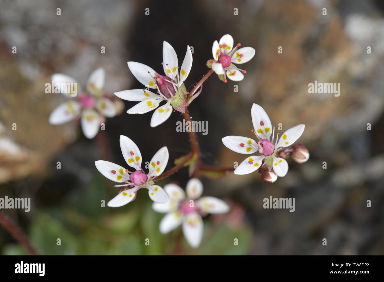 Sassifraga stellata - Sassifraga stellaris Foto Stock