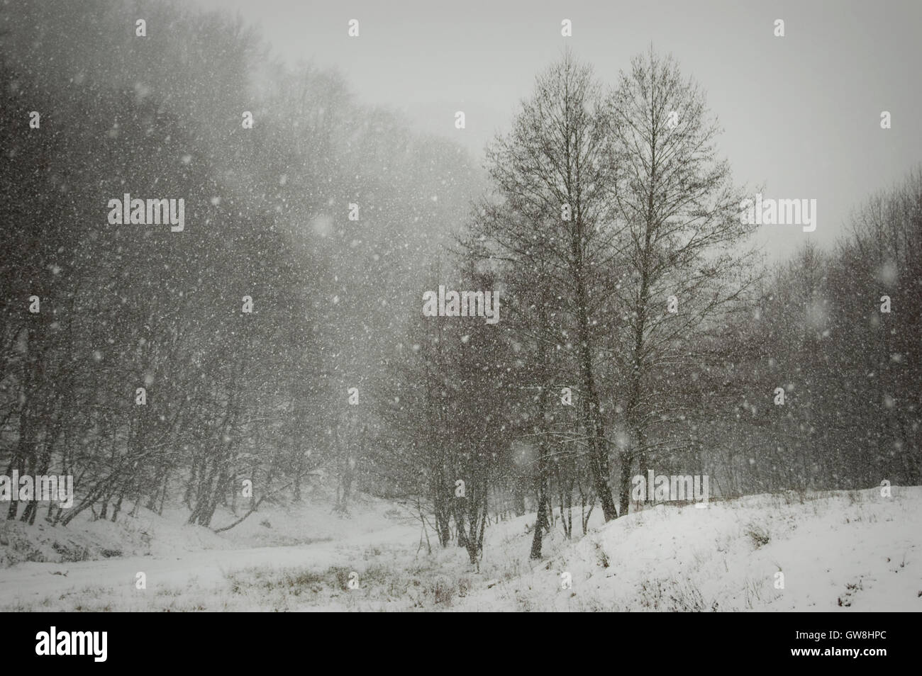 Nevicata paesaggio invernale Foto Stock