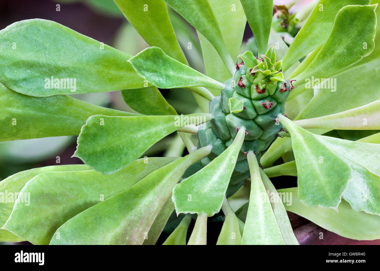 Primo piano di piante succulente con foglie di strano Foto Stock