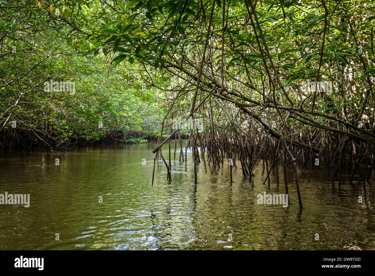 Mangrove sull'Isola di Bintan in Indonesia Foto Stock