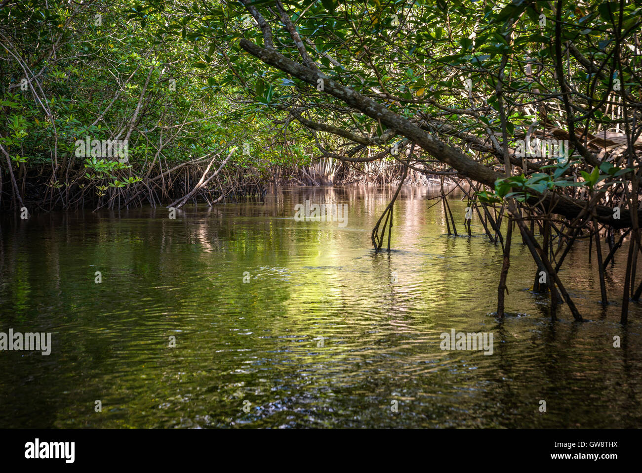 Mangrove sull'Isola di Bintan in Indonesia Foto Stock