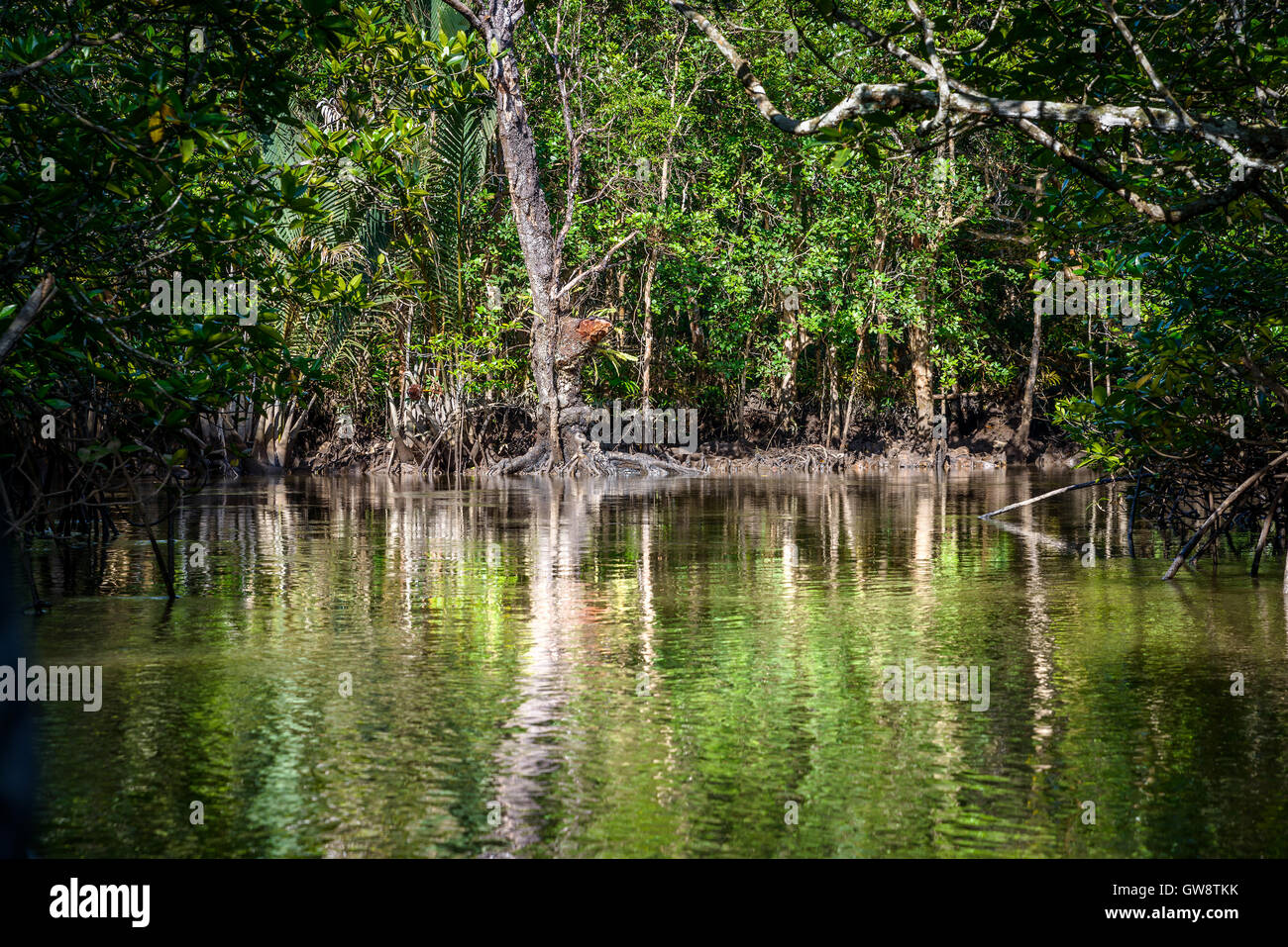 Mangrove sull'Isola di Bintan in Indonesia Foto Stock