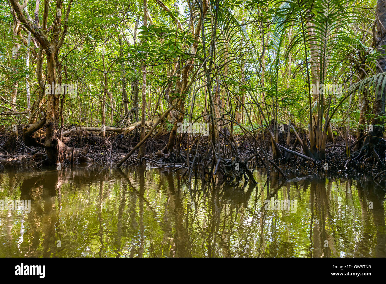Mangrove sull'Isola di Bintan in Indonesia Foto Stock