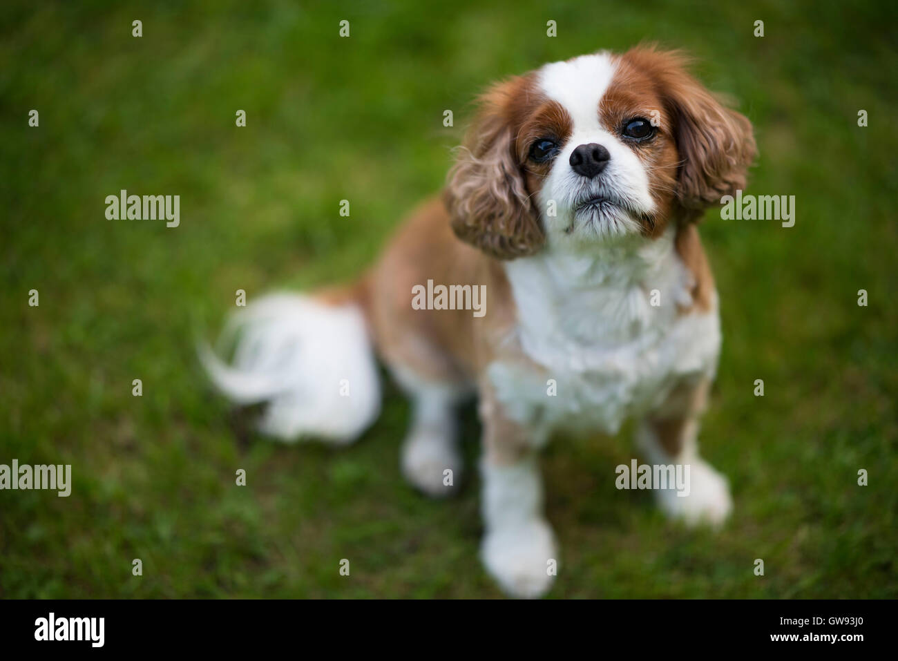 King Charles cavalier spaniel cane con verde al di fuori della messa a fuoco lo sfondo. Foto Stock