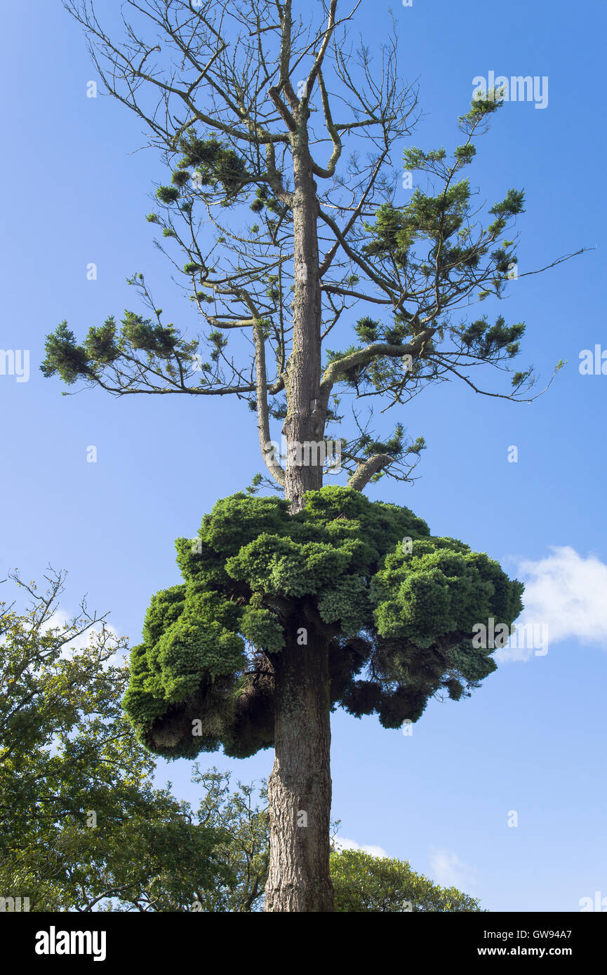 Una rara della strega crescente di scopa sul suo host Douglas Fir Tree in Cornwall Regno Unito Foto Stock