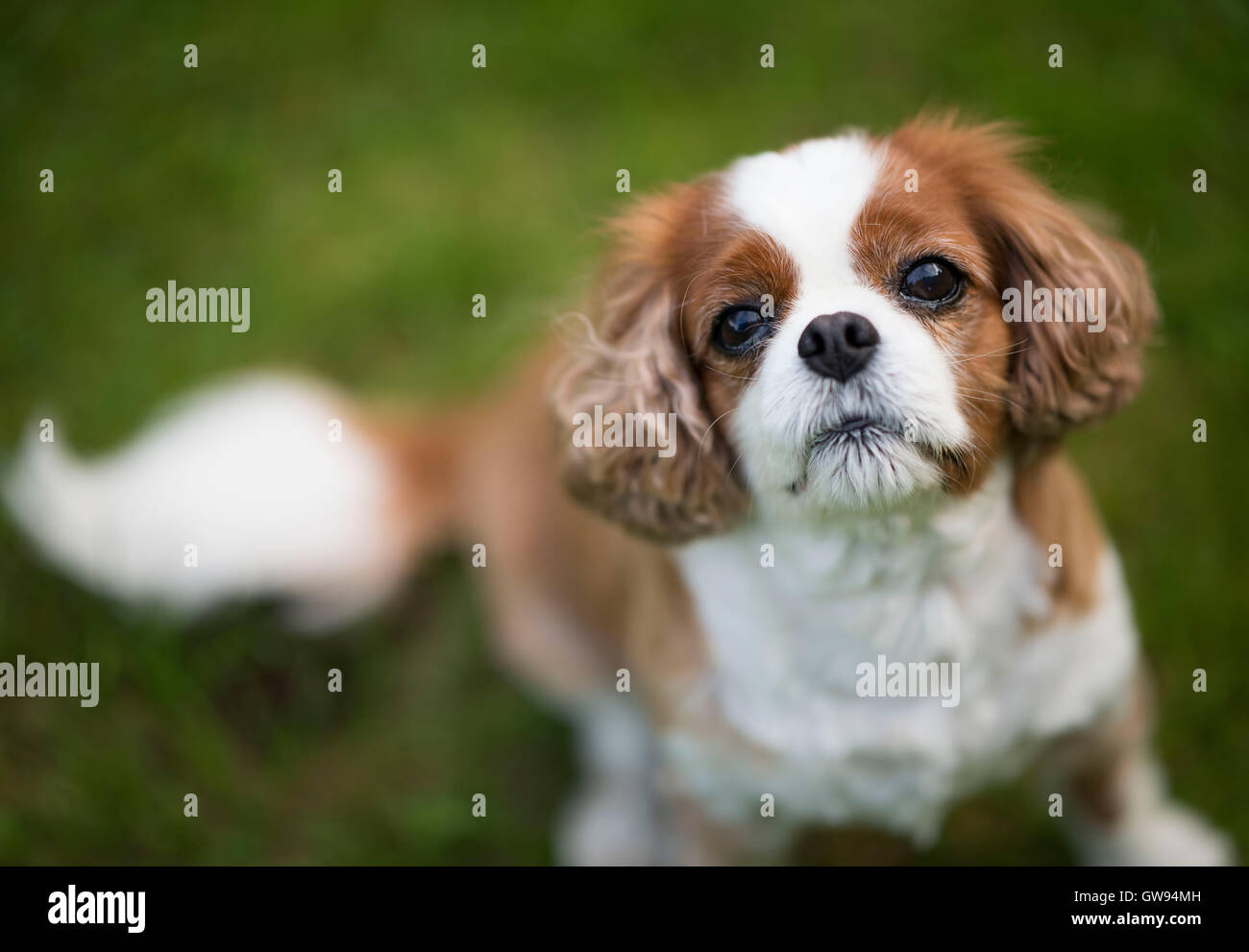 King Charles cavalier spaniel cane con verde al di fuori della messa a fuoco lo sfondo. Foto Stock