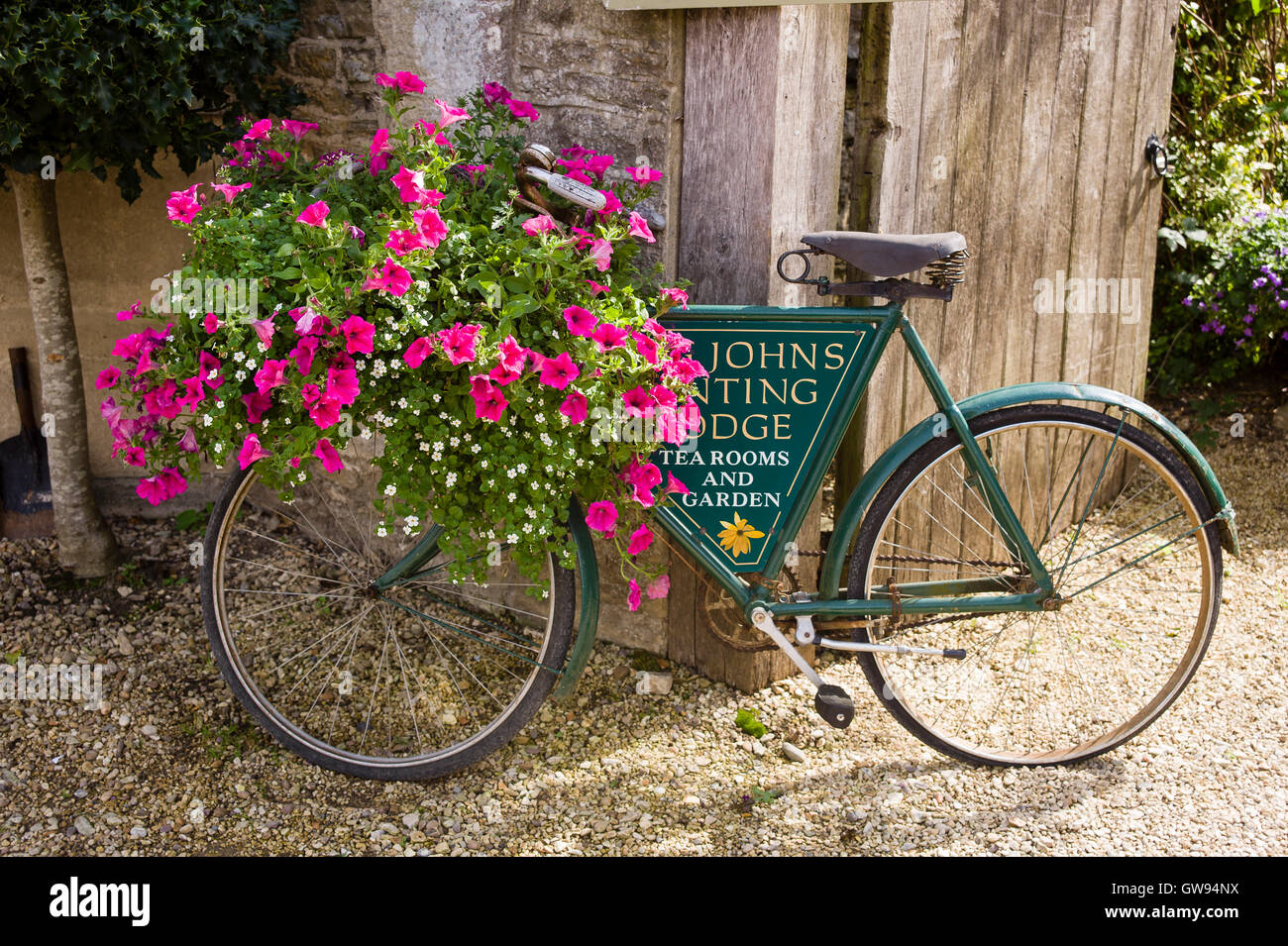 Rosa nelle petunie e bacopa in fiore decorare una vecchia bicicletta al di fuori di un villaggio sala da tè nel Regno Unito Foto Stock