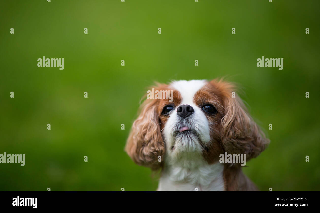 King Charles cavalier spaniel cane con verde al di fuori della messa a fuoco lo sfondo. Foto Stock