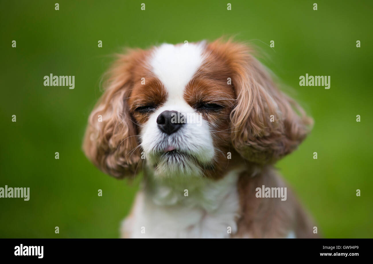 King Charles cavalier spaniel cane con verde al di fuori della messa a fuoco lo sfondo. Foto Stock