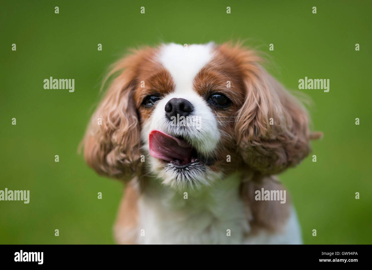 King Charles cavalier spaniel cane con verde al di fuori della messa a fuoco lo sfondo. Foto Stock