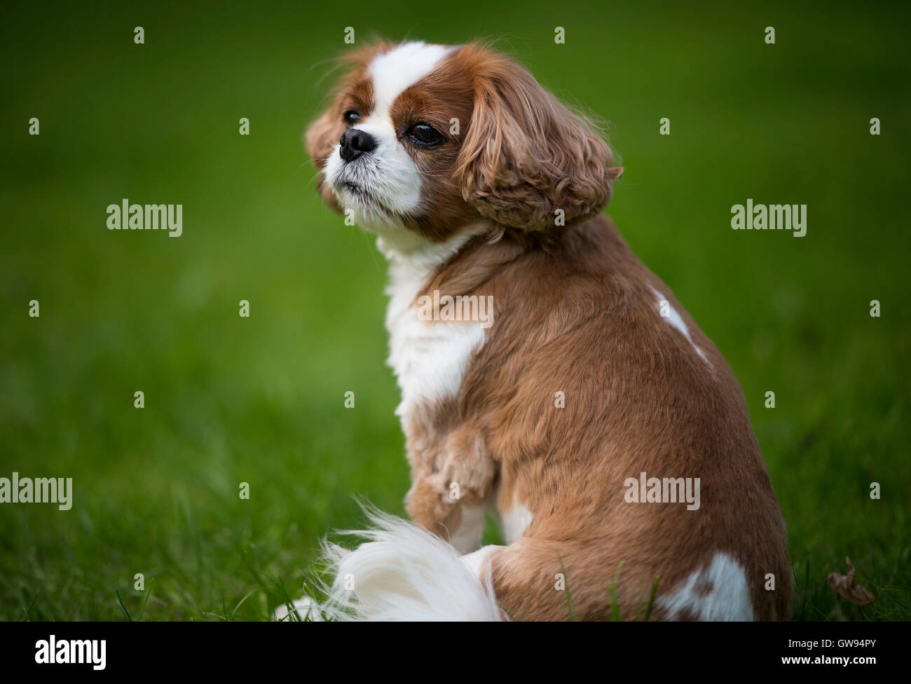 King Charles cavalier spaniel cane con verde al di fuori della messa a fuoco lo sfondo. Foto Stock