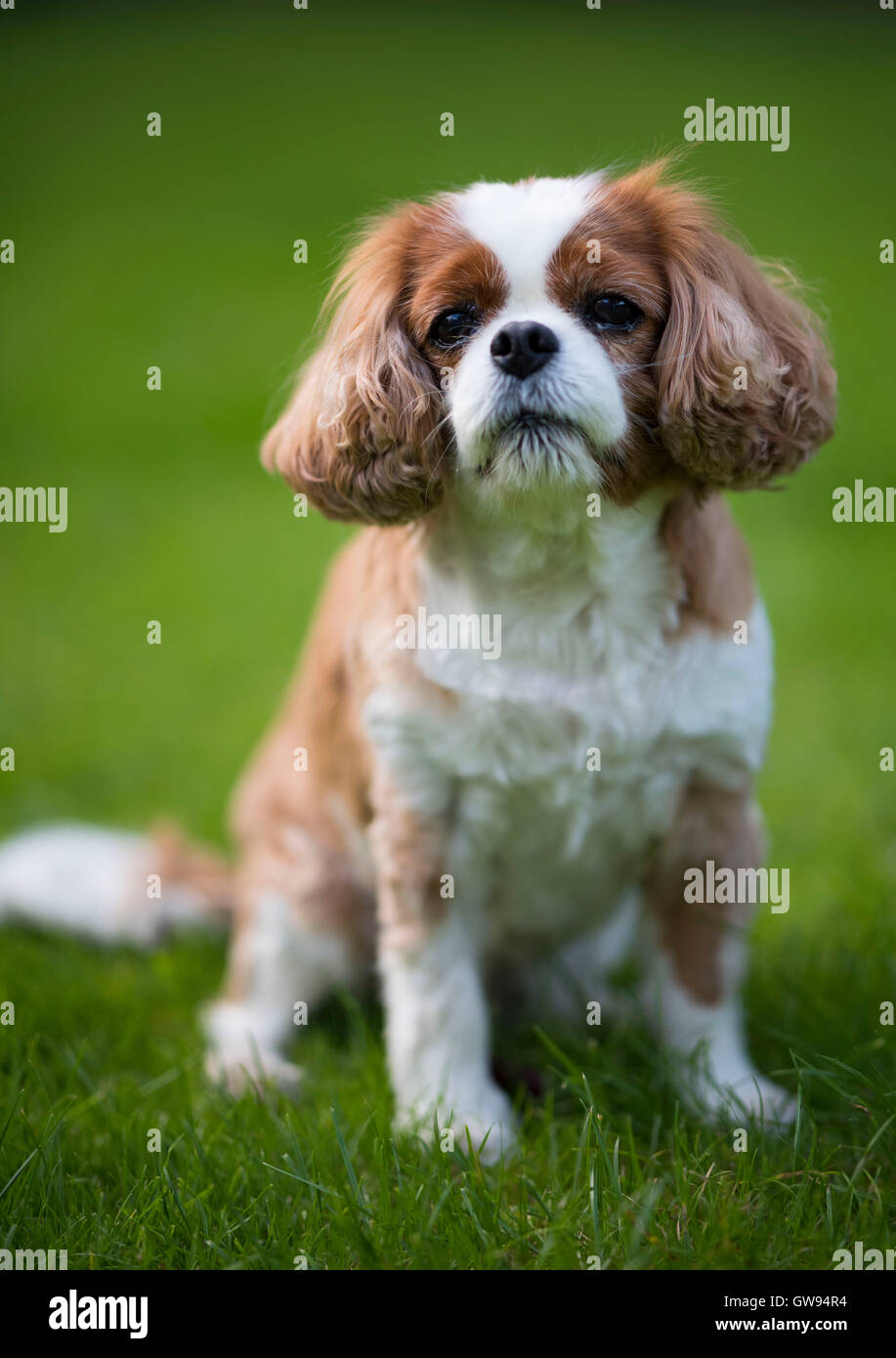King Charles cavalier spaniel cane con verde al di fuori della messa a fuoco lo sfondo. Foto Stock