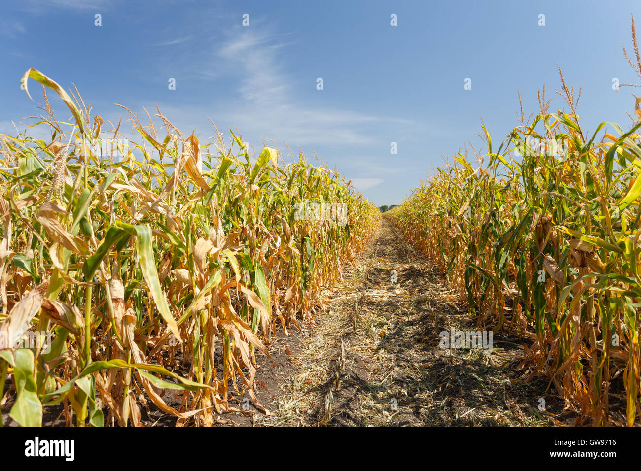 All'interno della cornfield, la fine della stagione estiva Foto Stock
