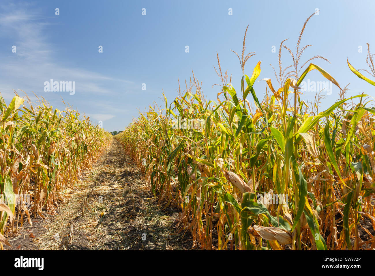 All'interno della cornfield, la fine della stagione estiva Foto Stock