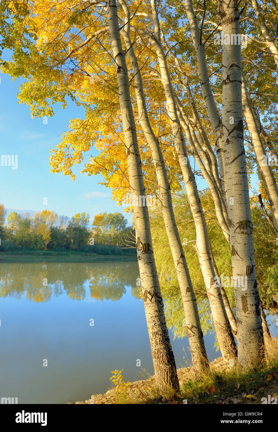 Fiume Siret e sunrise nella foresta di autunno Foto Stock