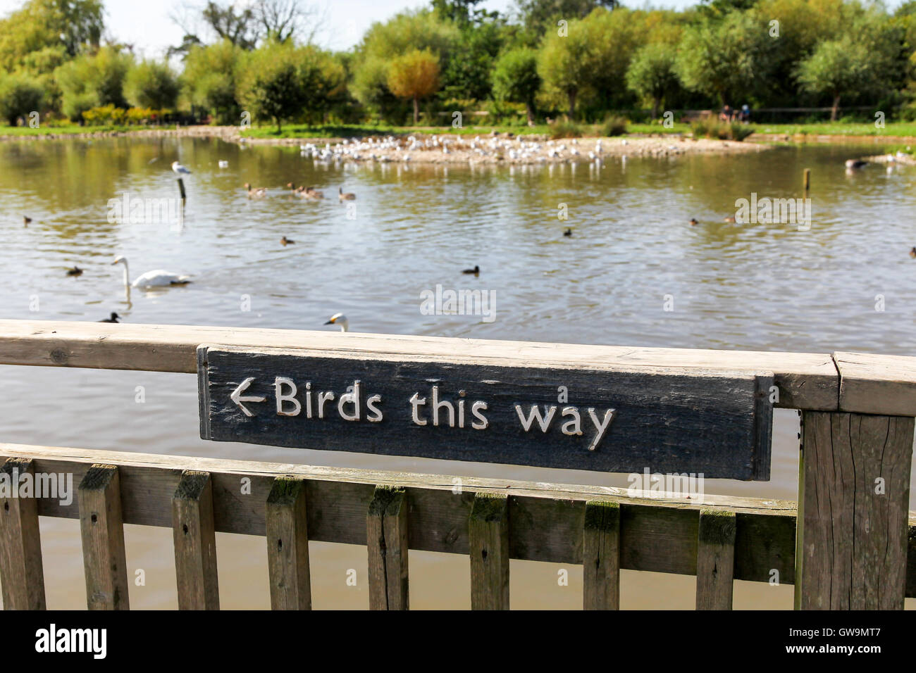 Un segno su un cancello dicendo "uccelli in questo modo' con fenicotteri rosa in background all'Wildfowl and Wetlands Trust Slimbridge Wetland Centre, Slimbridge Foto Stock