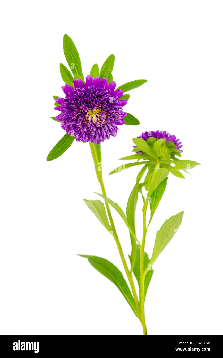 fiori dell'aster Foto Stock