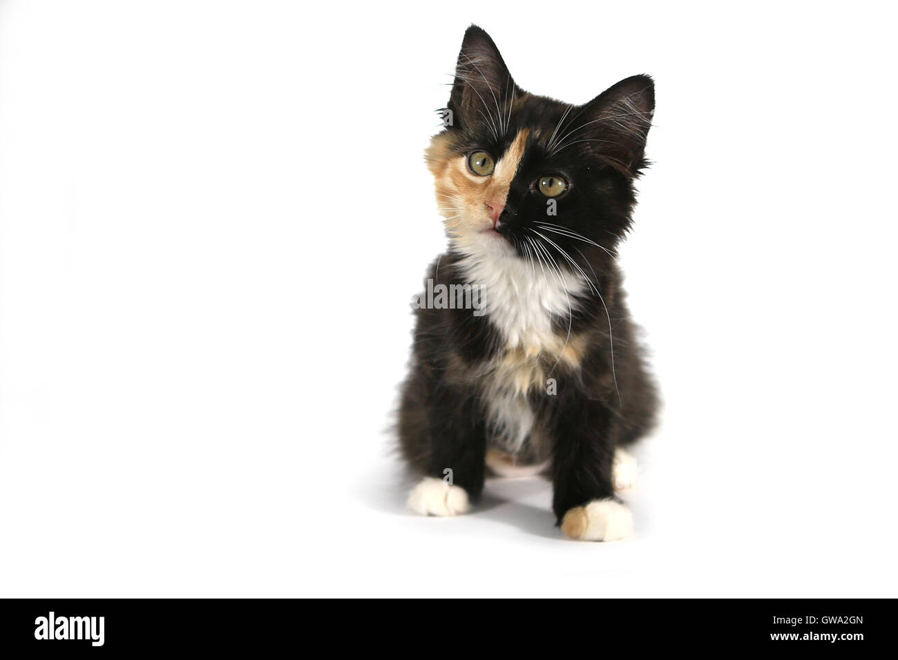 Piccoli capelli lunghi gattino domestico con una faccia di Split Foto Stock