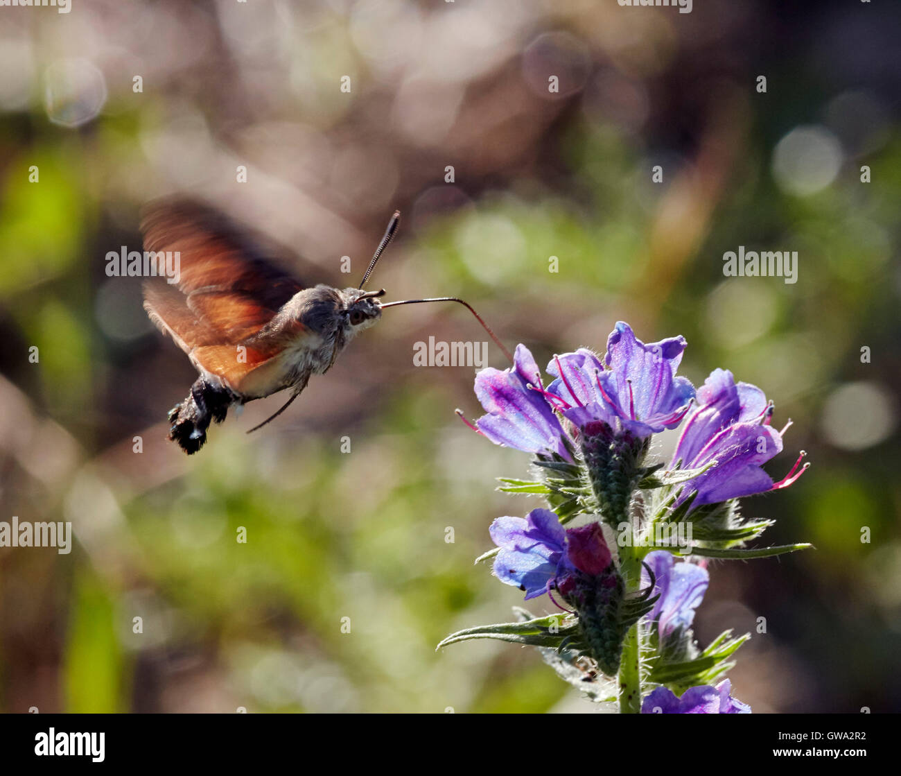 Colibrì Hawkmoth nectaring sulla Viper di Bugloss. Vicino a Chambery, Savoie, Francia. Foto Stock