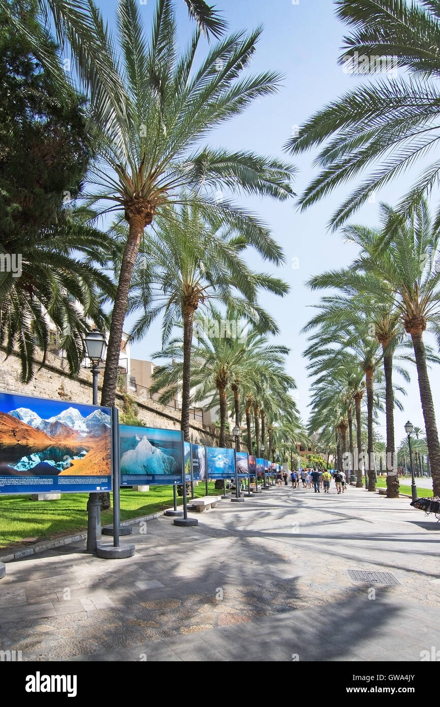 Mountain mostra fotografica sul Paseo Maritimo strade della città su una soleggiata giornata estiva su agosto 29, 2016 in Palma di Mallorca, Spagna. Foto Stock