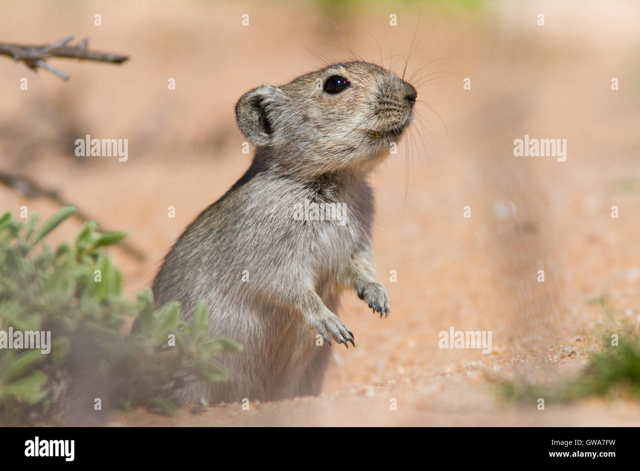 Sibilo di ratto (Parotomys brantsii) nel deserto Namaqualand, Sud Africa Foto Stock