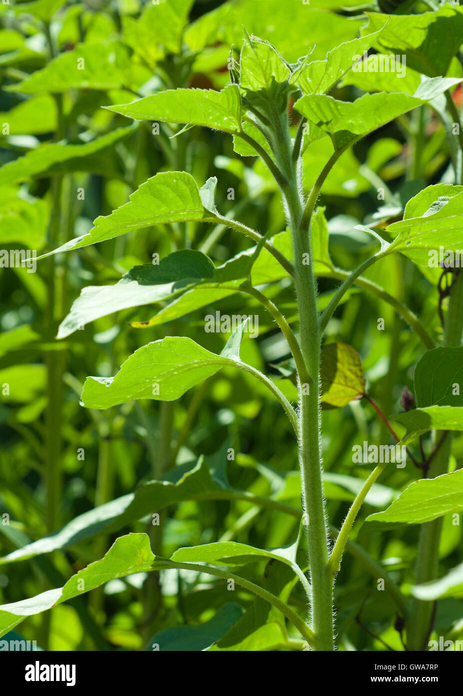 Ambientali naturali molla verde Immagine: giovane germoglio di girasole con sfondo verde di altre piante e fiori Foto Stock