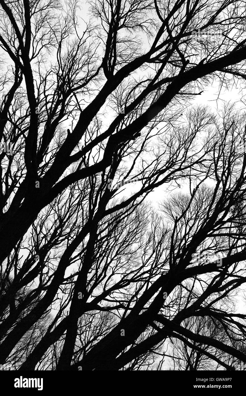 Abstract decorativo naturale sfondo grafico con andamento di nero a rami di alberi sagome isolate su uno sfondo bianco. Foto Stock