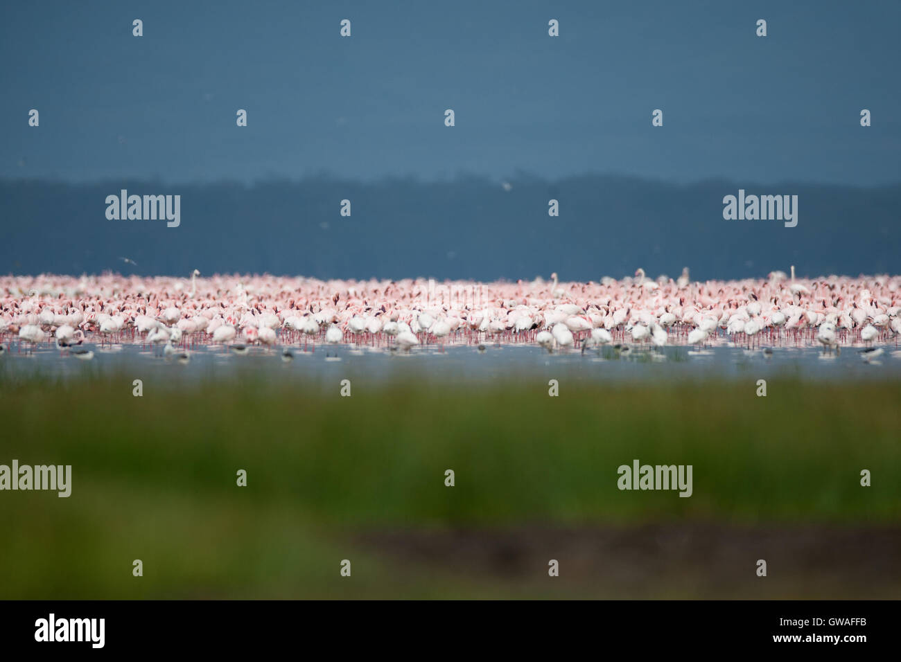 Lesser flamingo fenicotteri paesaggio in Lake Nakuru in Kenya Foto Stock