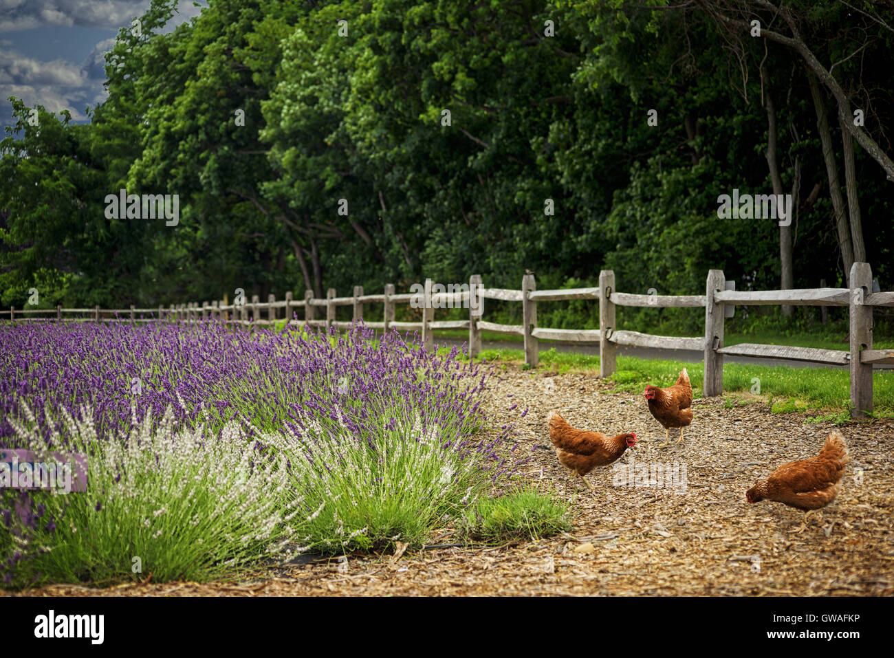 Tre galline beccare per alimenti su una farm road accanto a un campo di lavanda Foto Stock