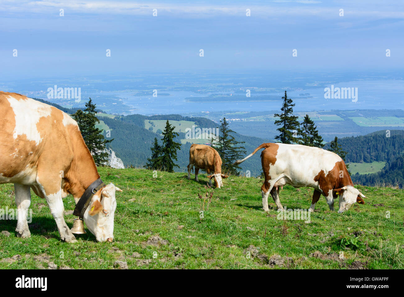 Chiemgauer Alpen, Chiemgau Alpi: mucche al pascolo alpino Piesenhauser Hochalm. vista lago Chiemsee, in Germania, in Baviera, Baviera, O Foto Stock