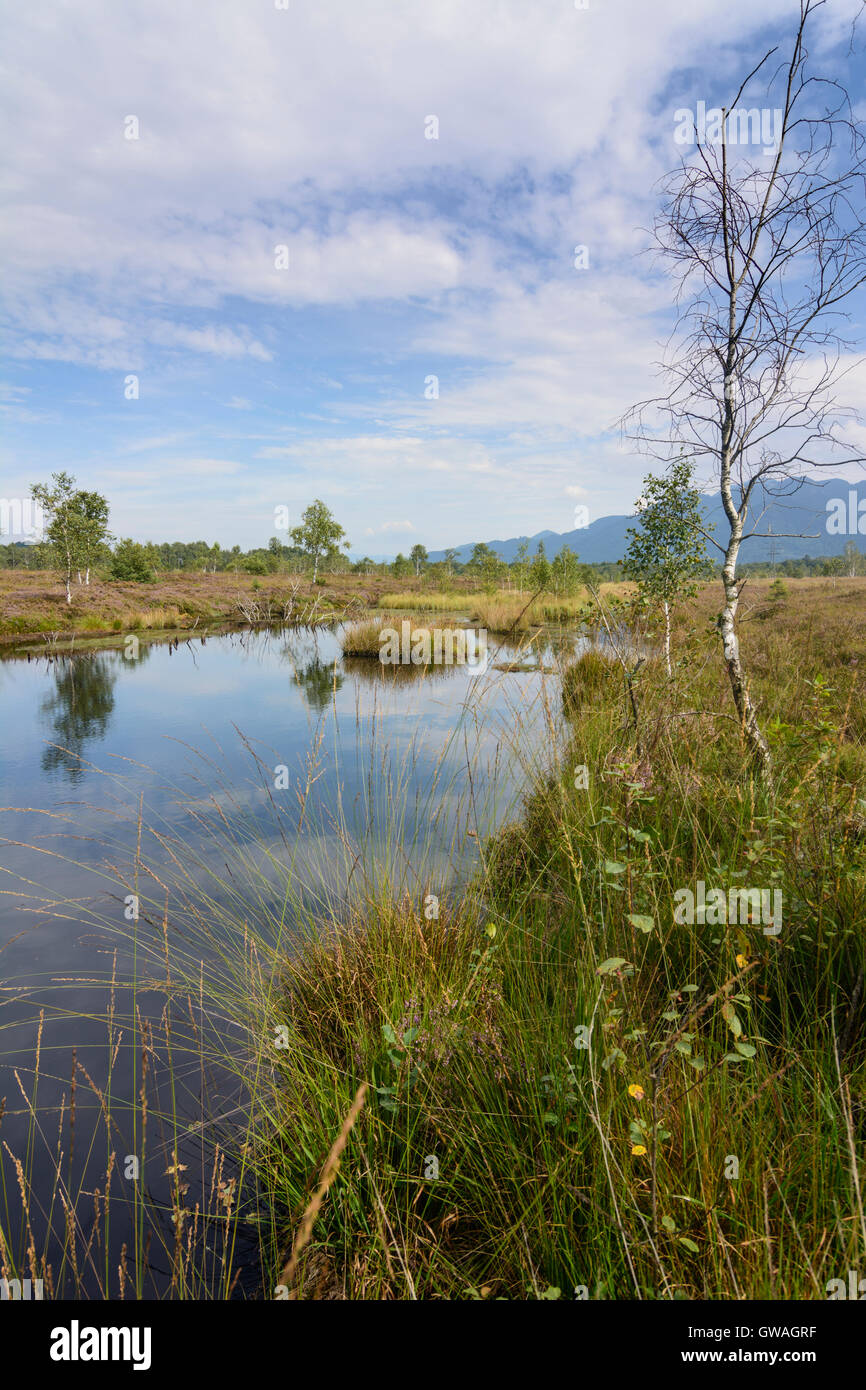 Grassau: moor sollevato bog Kendlmühlfilzen, in Germania, in Baviera, Baviera, Oberbayern, Chiemgau, Alta Baviera Foto Stock