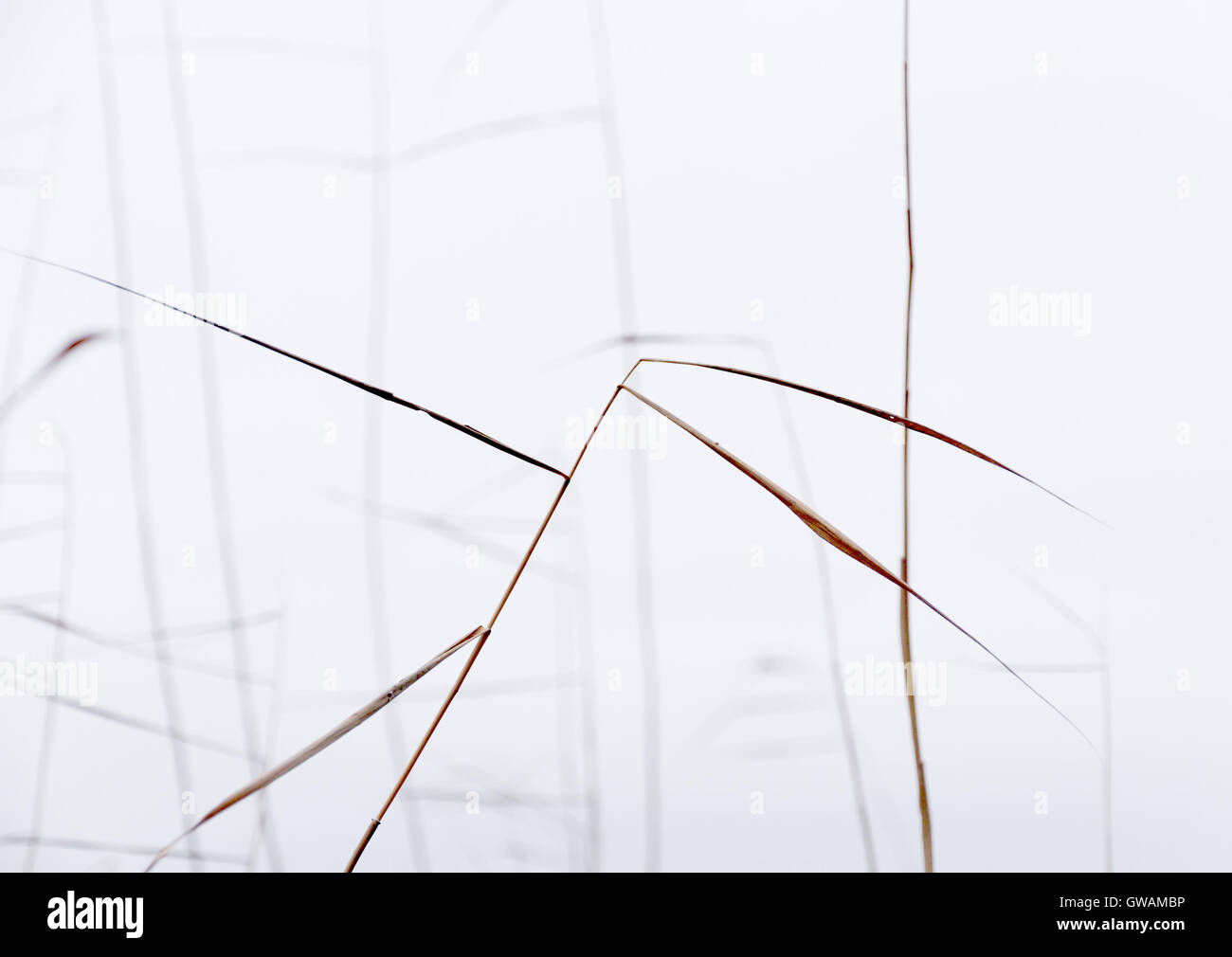 Stagionale astratto autunno sfondo: Impianto a secco / reed / reeds bush closeup formando un modello geometrico Foto Stock