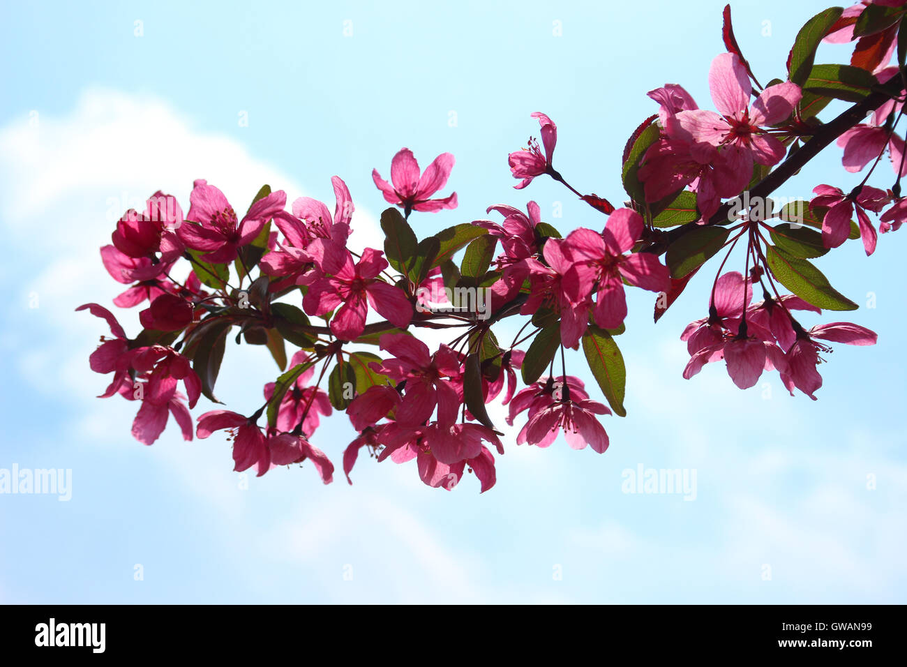 Un ramo della fioritura rosa crabapple tree fiori (Malus sp.) contro il cielo in primavera Foto Stock