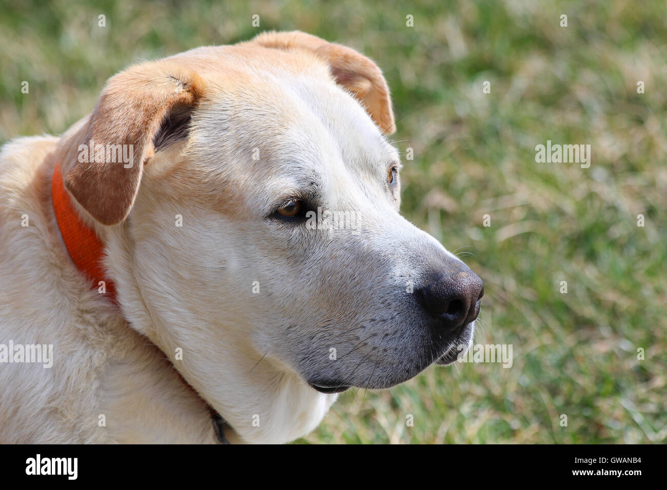 Primo piano di un cane (golden lab / grande pirenei mix) Foto Stock