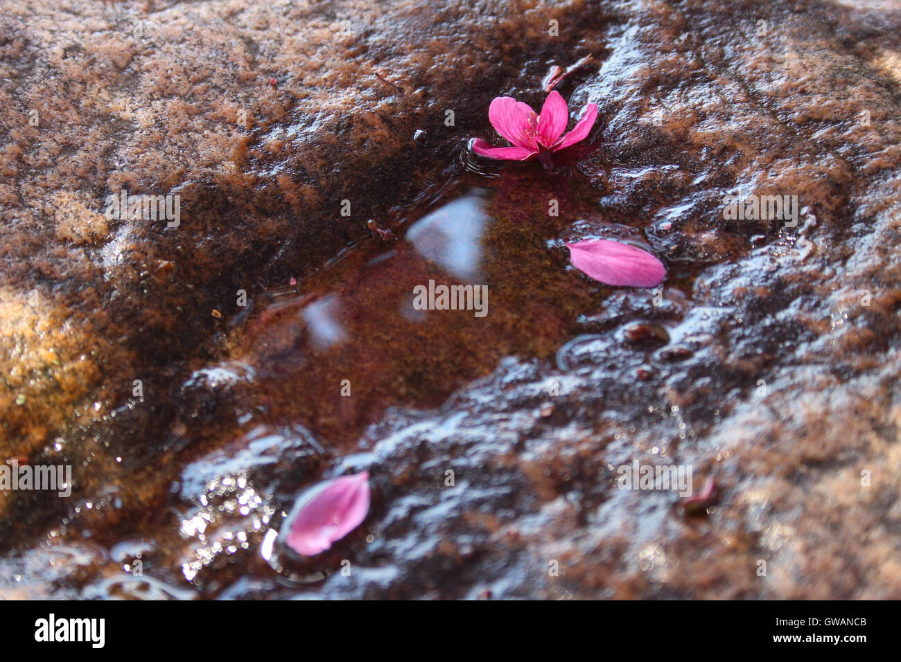 Una piccola pozza d'acqua su una roccia rosa con petali di fiori da un crabapple tree Foto Stock